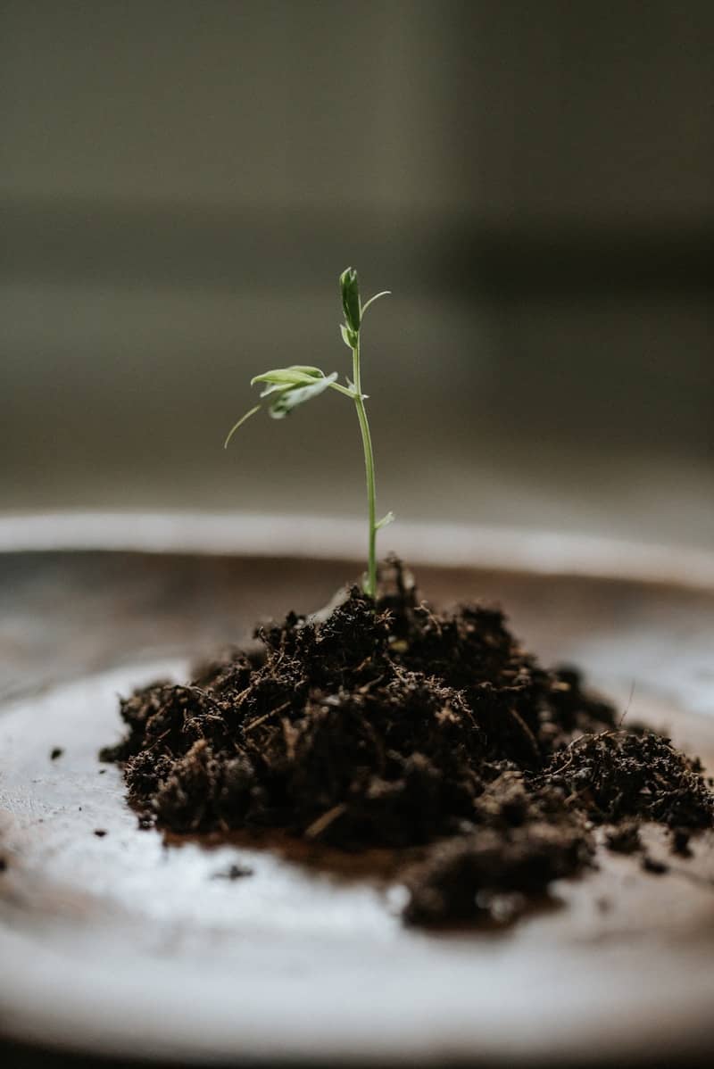 a small plant sprouts out of a pile of dirt