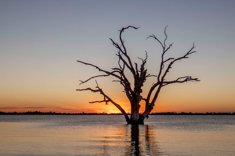 A lone tree in the middle of a lake at sunset