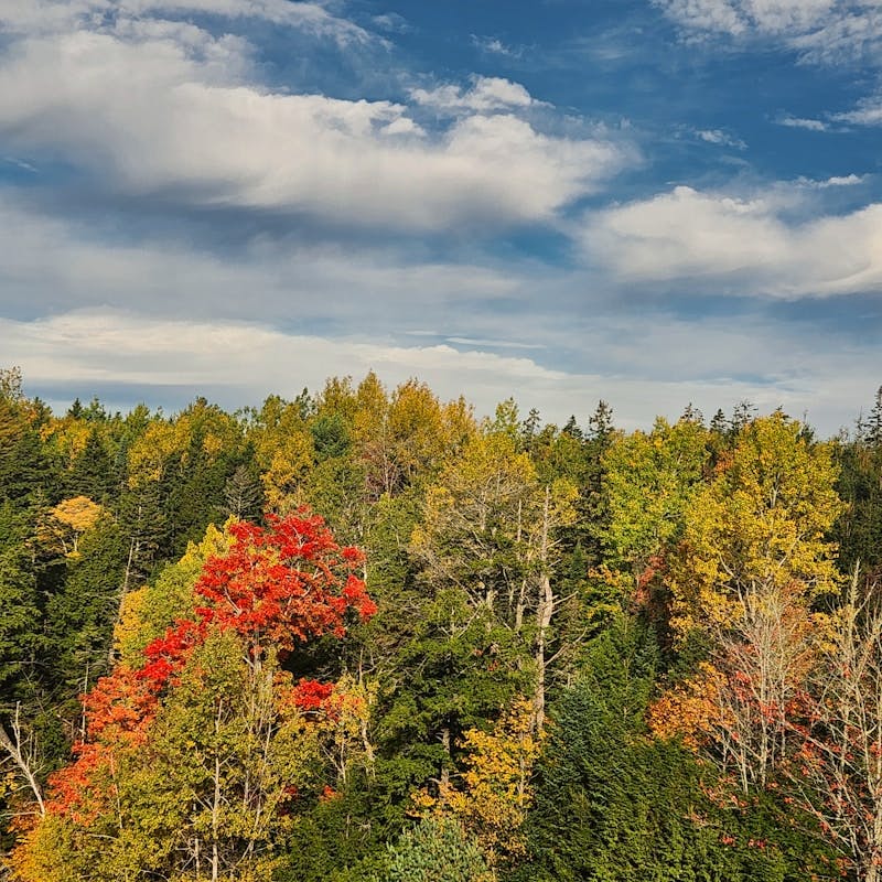 A forest filled with lots of trees under a cloudy sky