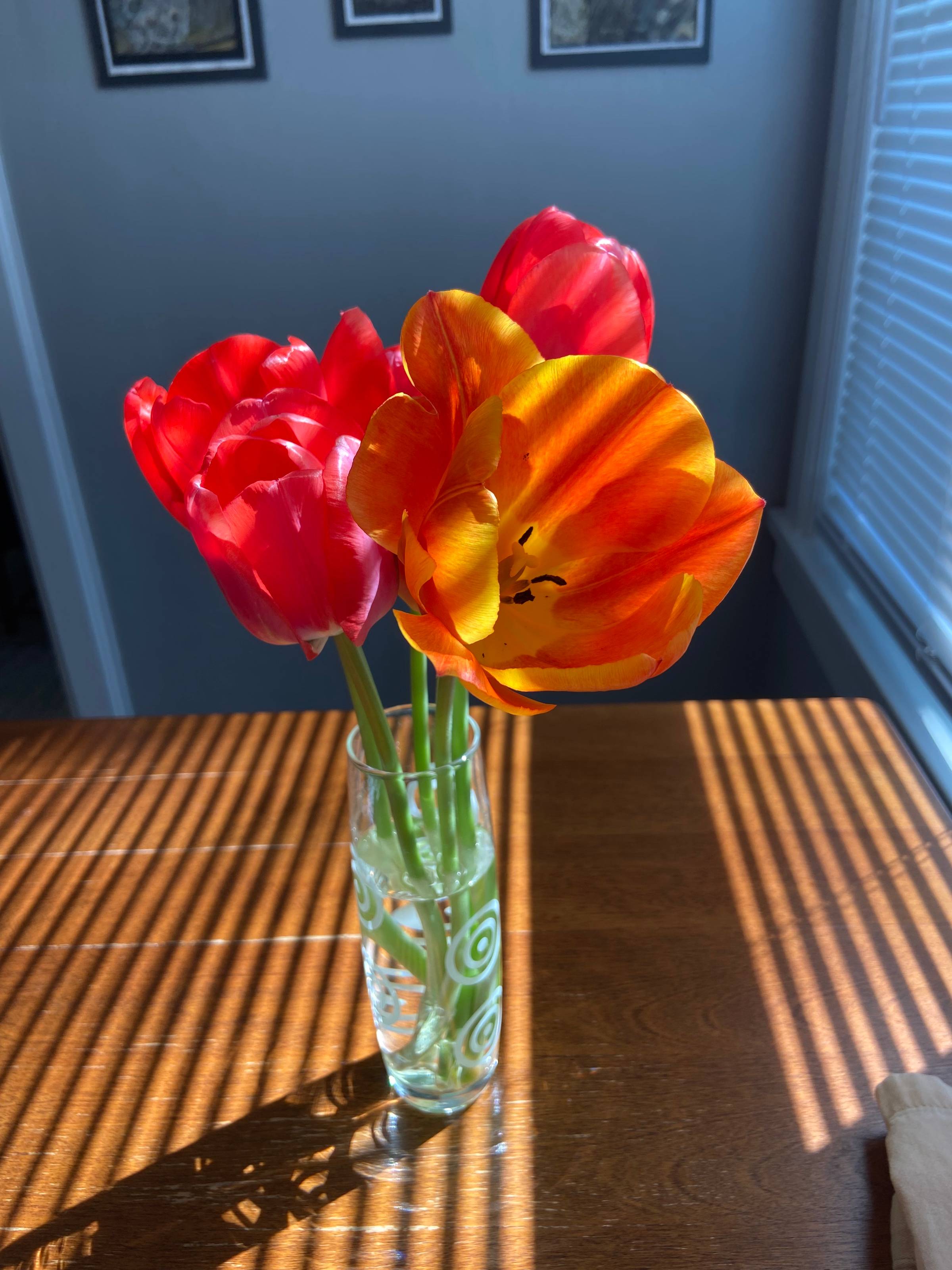 red tulips in sunbeams