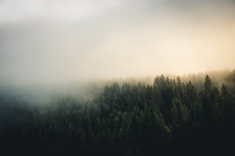 A blurry photo of a forest in the fog