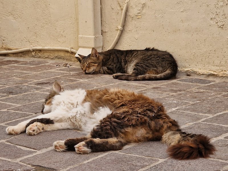 A cat laying on the ground next to another cat