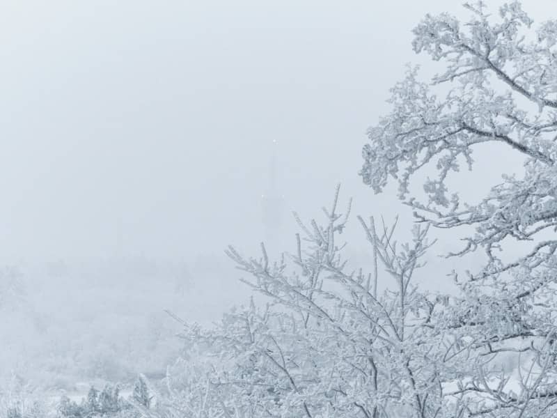 A snow covered field with trees and bushes