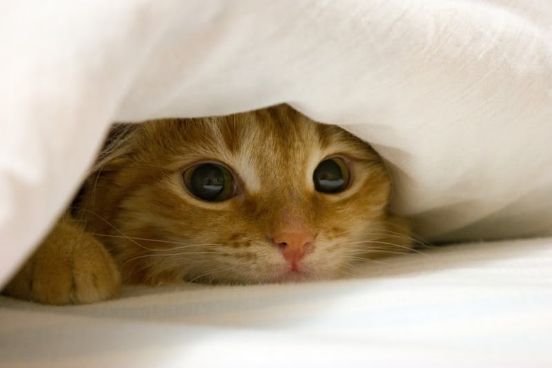 A close up of a cat peeking out from under a blanket