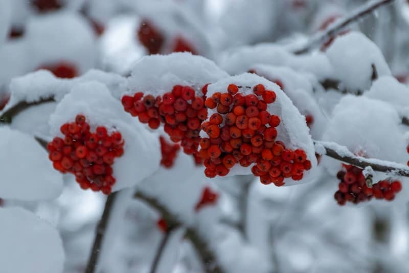 A bunch of berries that are covered in snow