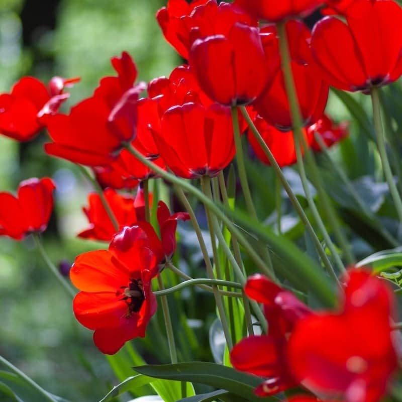 red poppy flowers