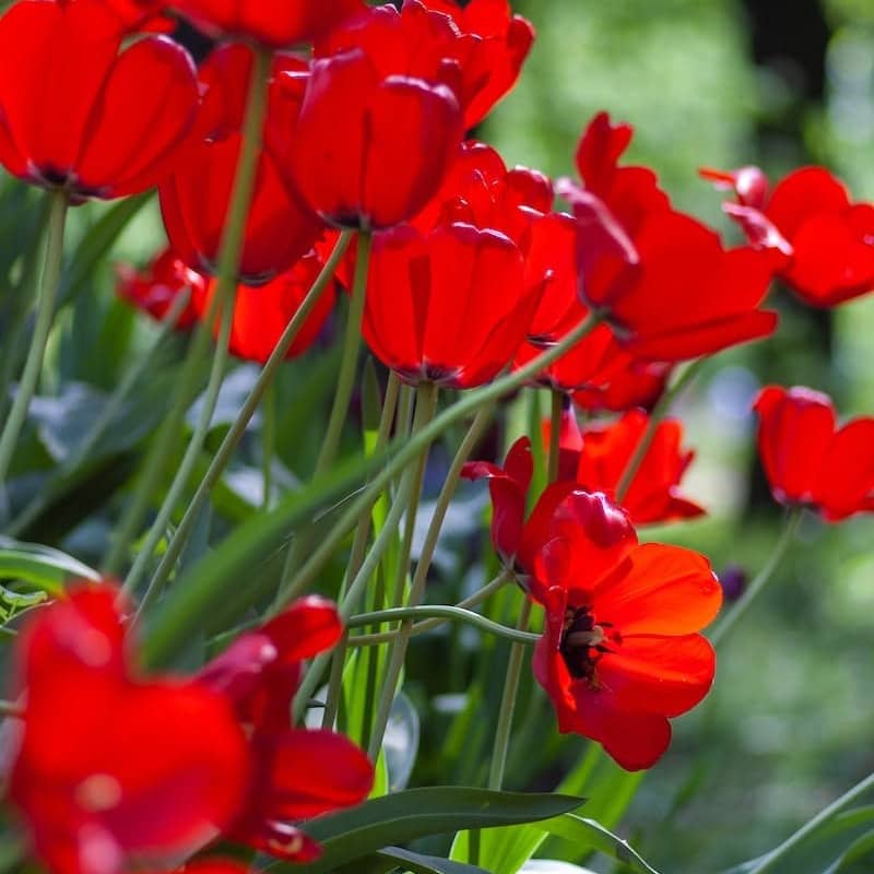 red poppy flowers