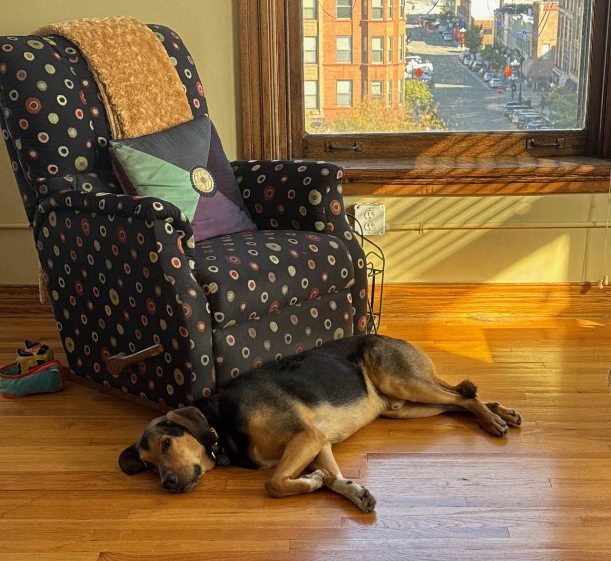A relaxed dog lies on a hardwood floor in front of a patterned armchair, bathed in warm afternoon sunlight streaming through a window that overlooks a quiet city street.