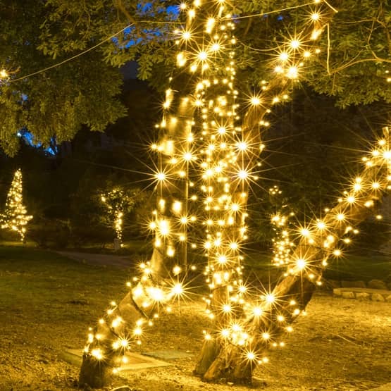 Trees outdoors wrapped in warm white string lights glowing softly at night, creating a peaceful and festive atmosphere.