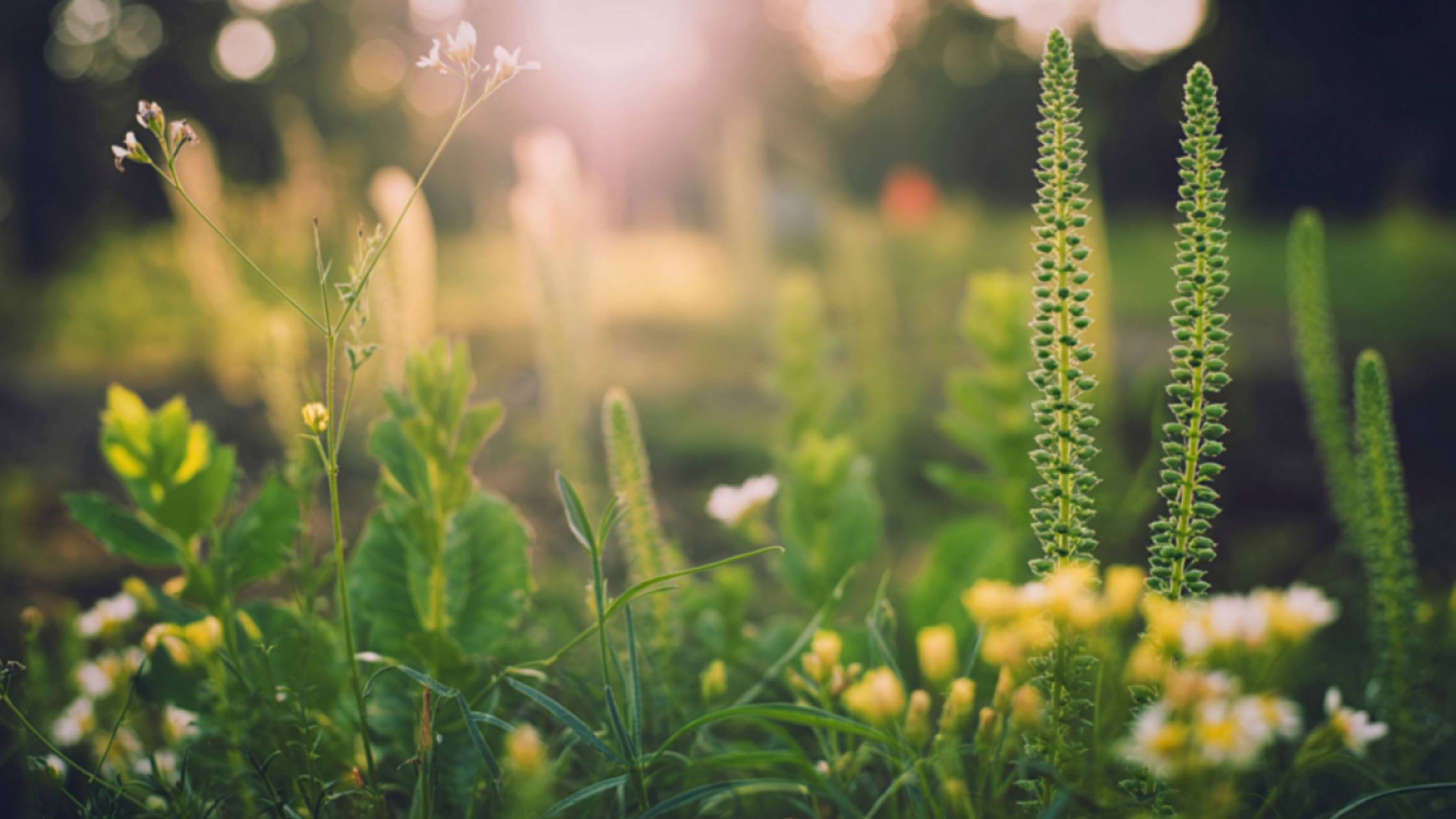Green plants and wildflowers blooming gently in a sunlit meadow, symbolizing natural growth and seasonal flourishing.