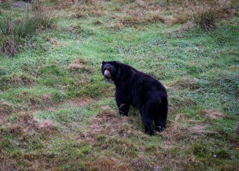 A black bear walks on a grassy hillside.