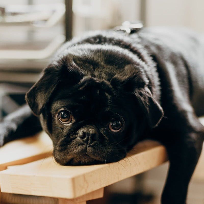 black pug on brown wooden chair