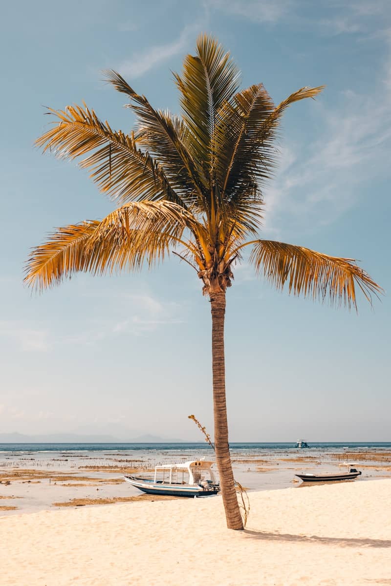 Palm tree on a sandy beach with boats in the water.