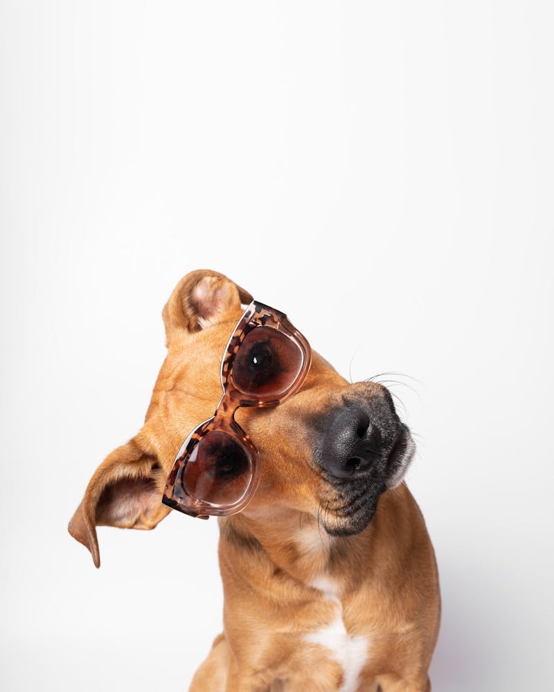 a dog wearing sunglasses