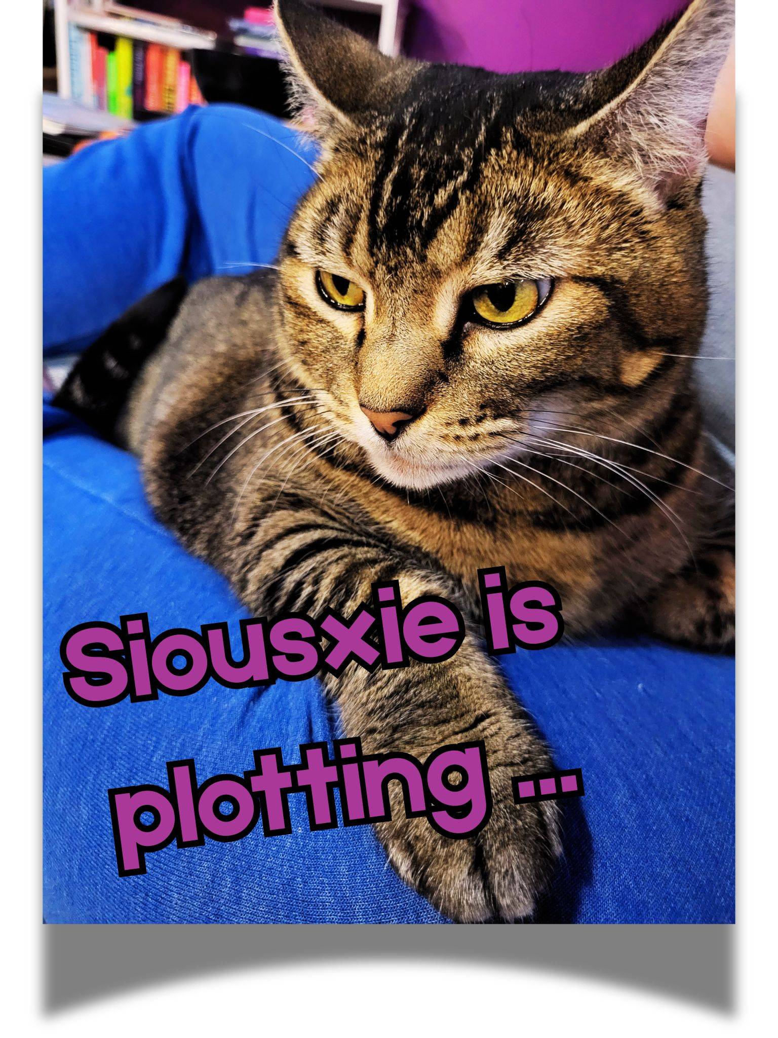A tabby cat on a blue blanket with the text: Siousxie is plotting.