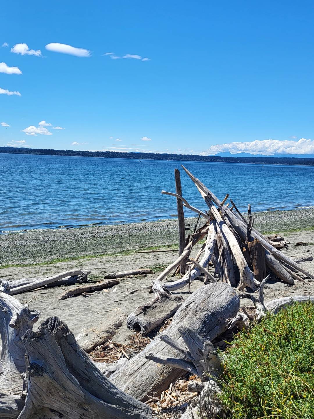 A view of a beach and a pile of driftwood