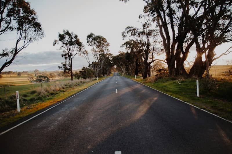 An asphalt road stretching between tall eucalyptus trees in a rural landscape