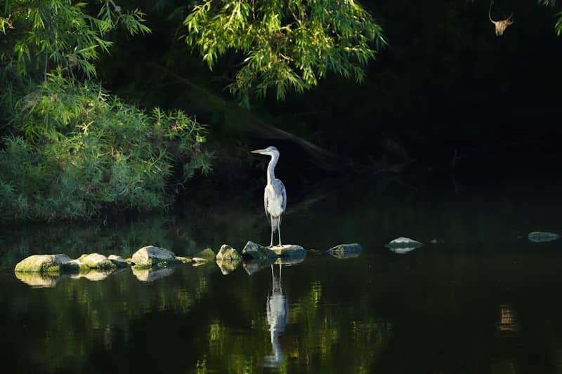 Grey heron reflected in still water surrounded by green foliage.