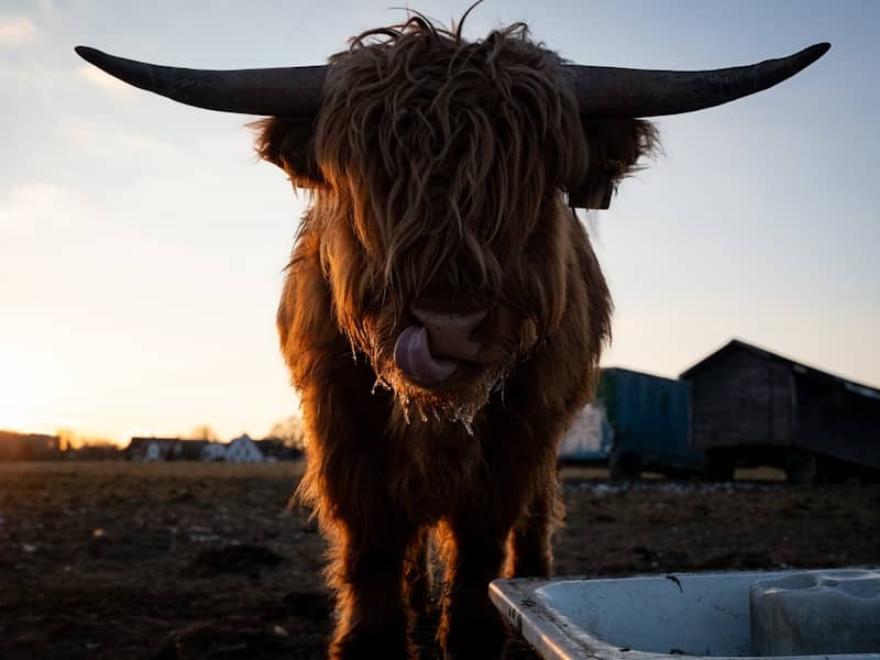 Highland cow with long horns and shaggy fur