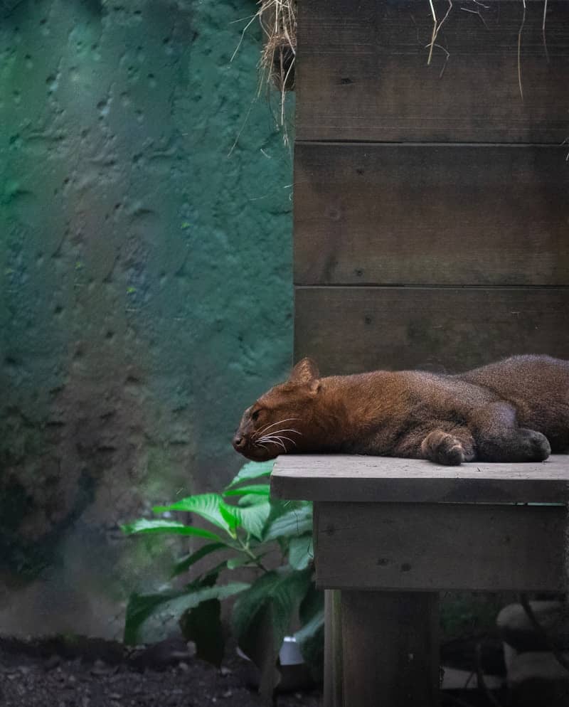 A cat is resting on a wooden ledge.