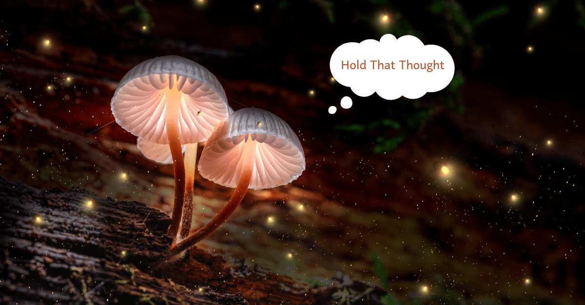 Glowing mushrooms sit like tiny lamps on a piece of bark. It is dark and the background is illuminated by fireflies.