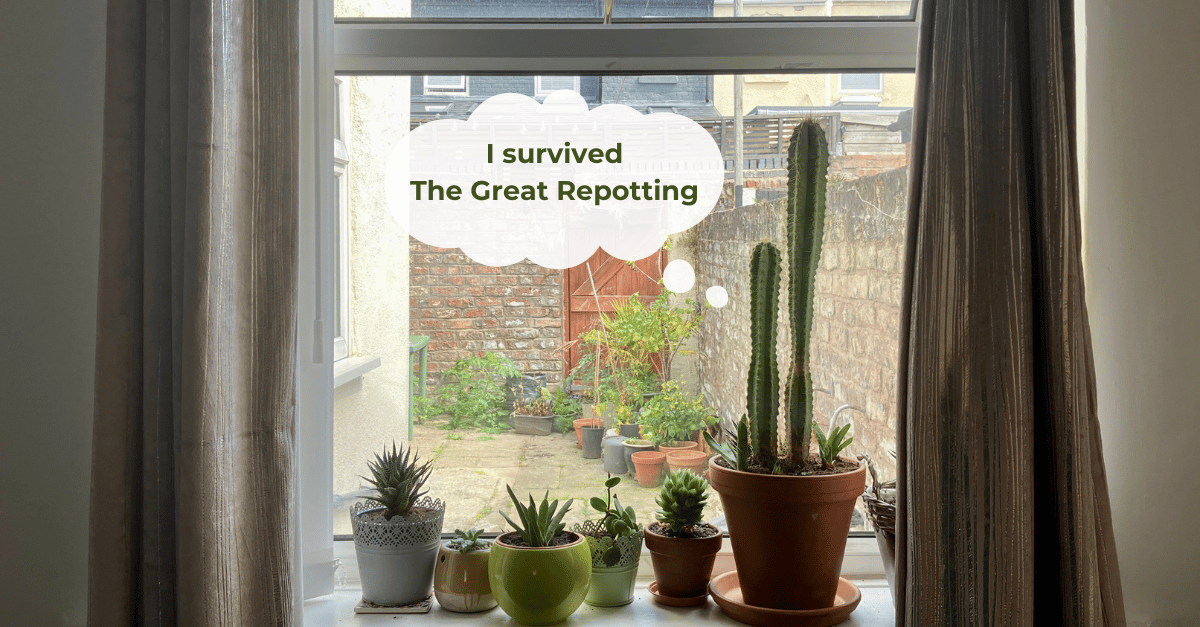 Several succulents on a window sill. A thought bubble pointing to a tall, prickly cactus reads "I survived The Great Repotting."
