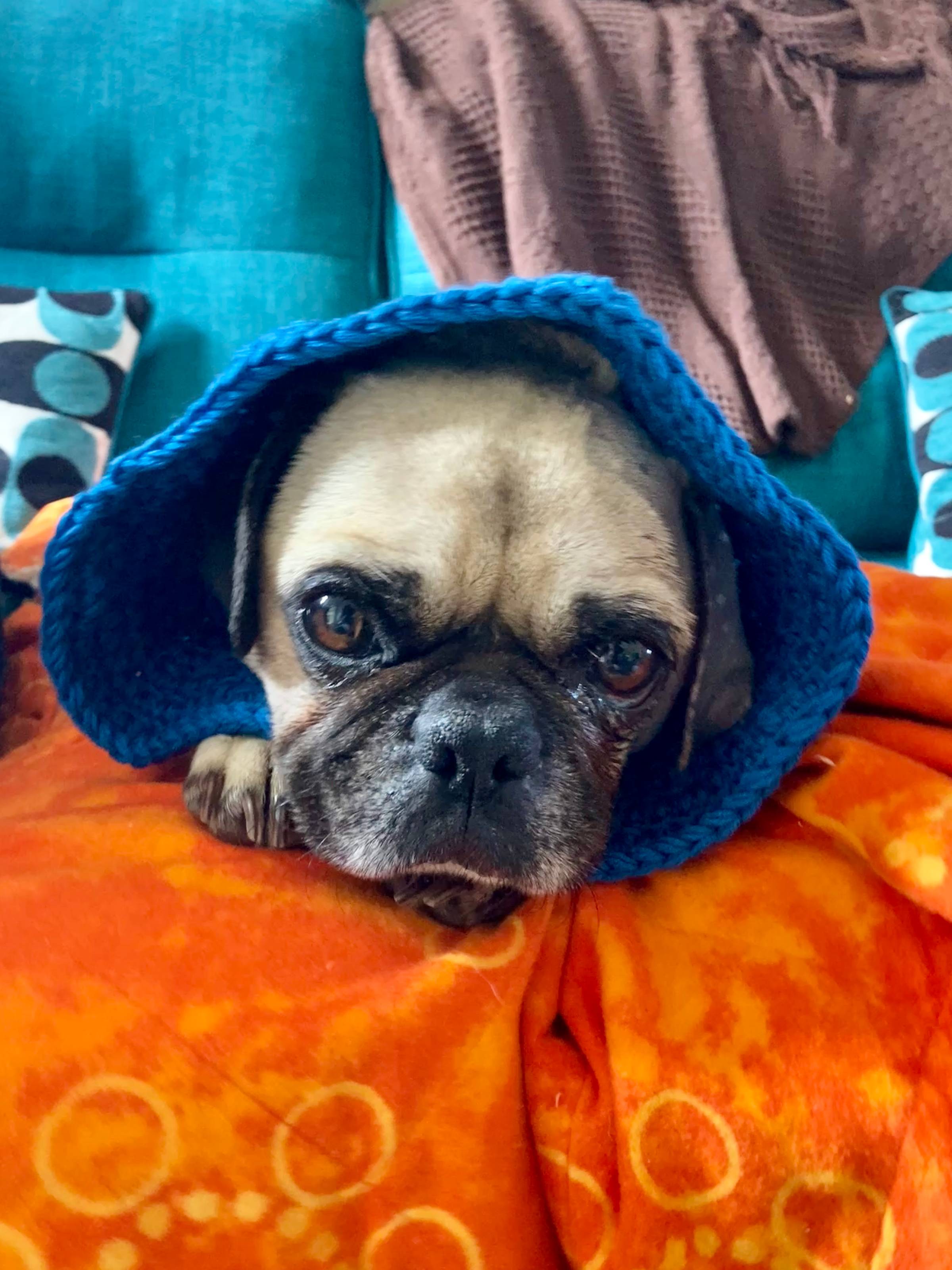 An older fawn pug is wearing a blue cone and laying down on an orange blanket.