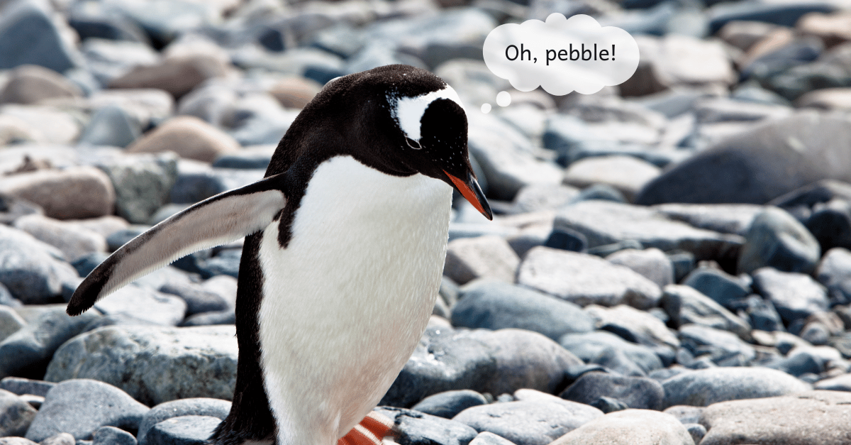 A small Gentoo penguin is staring at rocks on the beach. A thought bubble says, "Oh, pebble!"