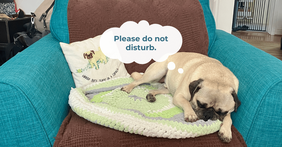 A senior pug is sleeping on an armchair. Thought bubble reads 'Please do not disturb'.