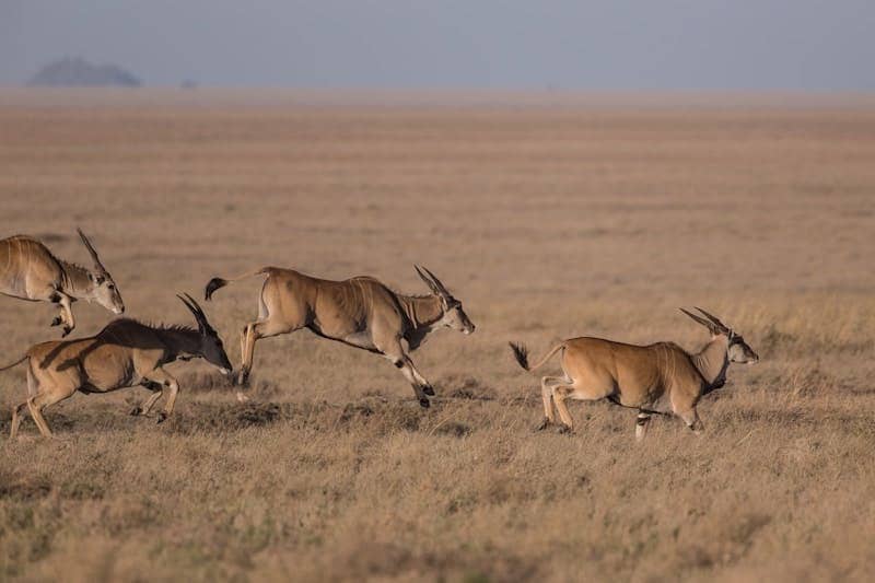 a group of gazelles running through dry grass