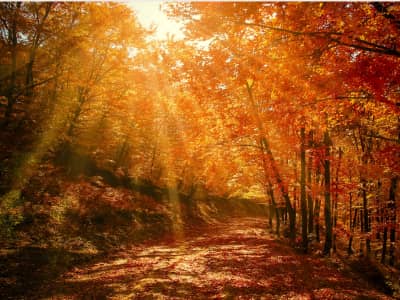 Sunlight streams through golden and red autumn trees onto a leaf-covered forest path.
