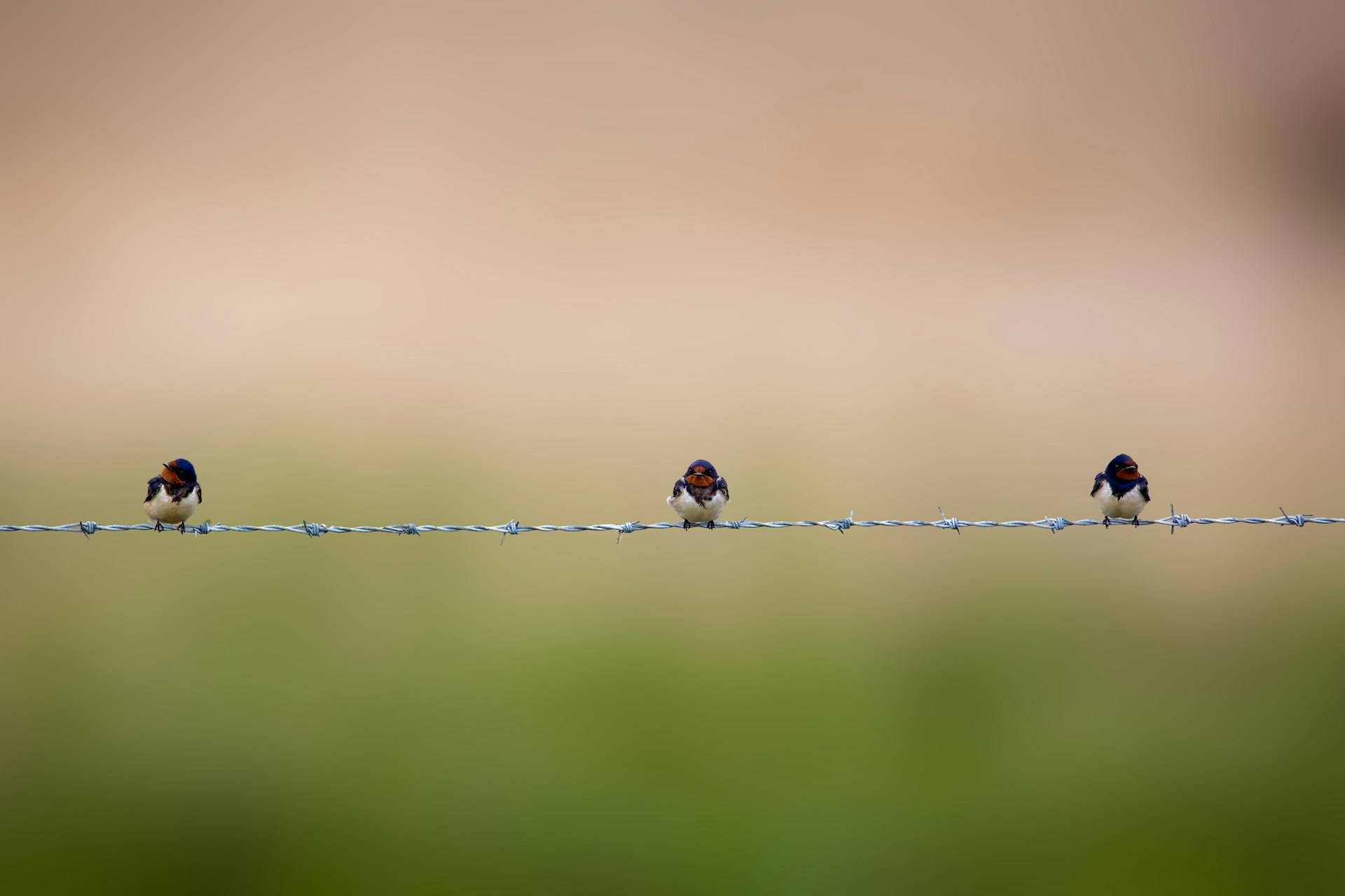 Three barn swallows perched in a row on a barbed wire fence, with a soft green-and-tan blurred background.