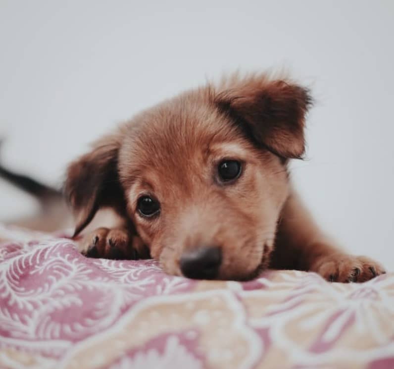 brown short coated dog lying on white and pink floral textile