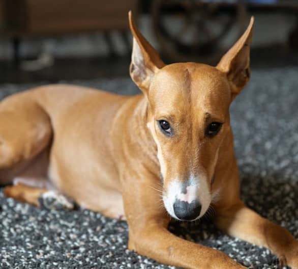 tan dog with white on tip of nose and upright ears, laying down and looking at camera