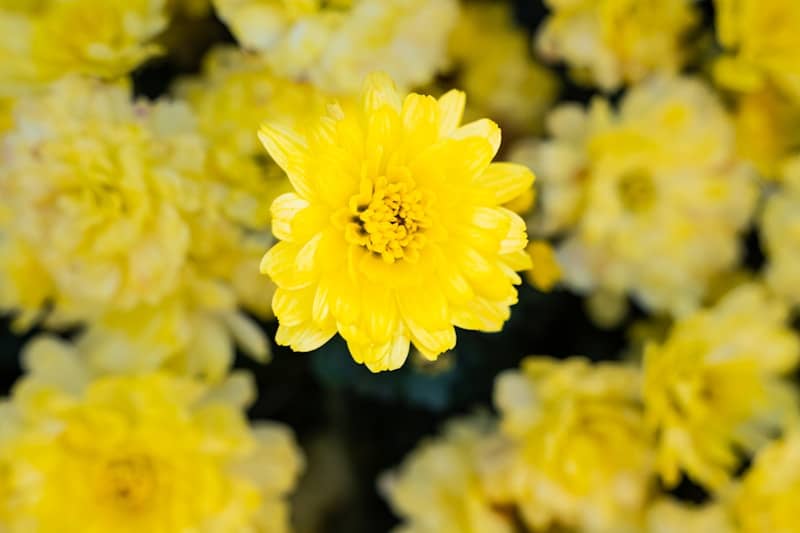 A bunch of yellow flowers in a vase