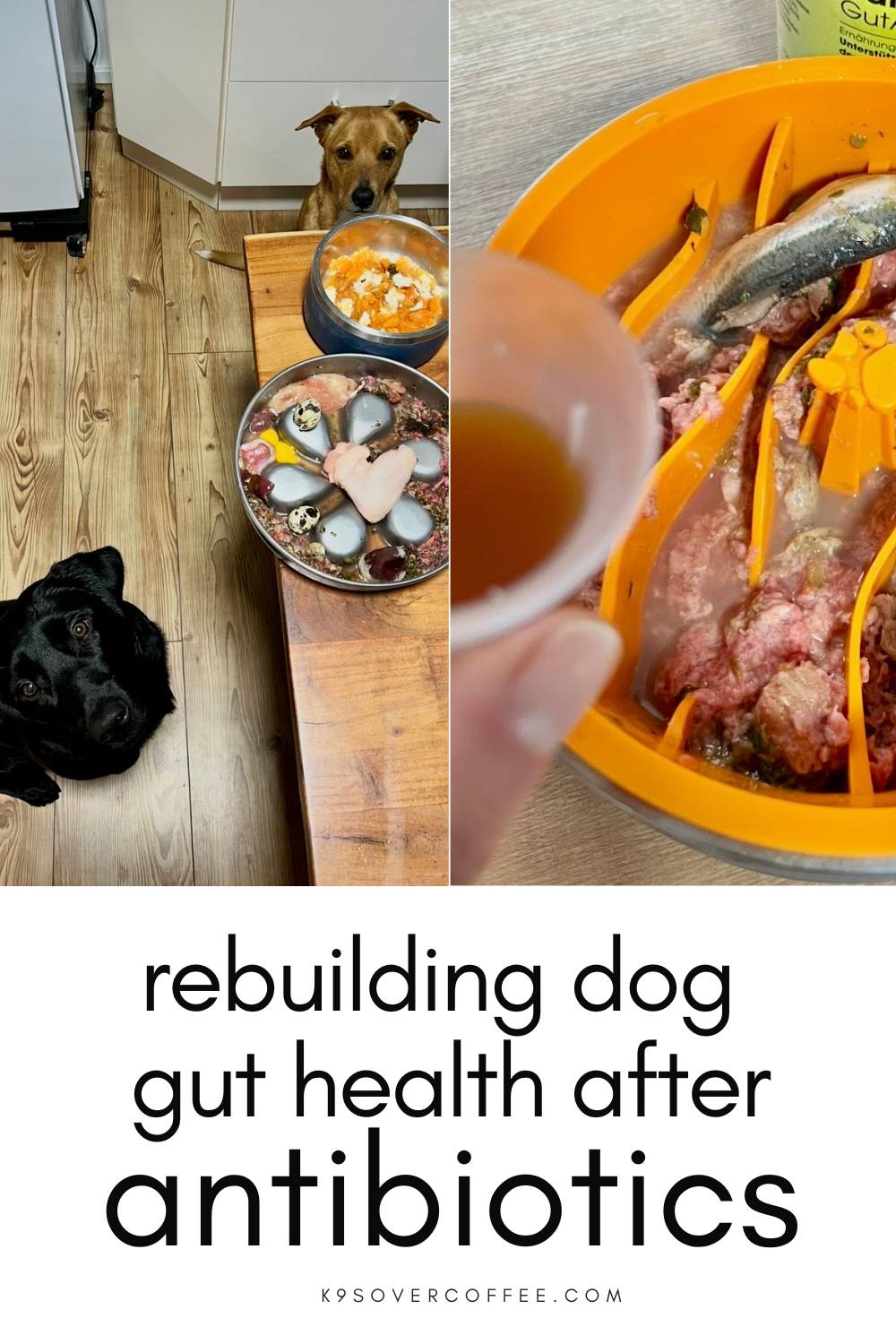 Two dogs waiting in the kitchen while raw dog food bowls are prepared, including a bland chicken and carrot recovery meal and a raw feeding bowl with whole fish and a liquid — text overlay reads “rebuilding dog gut health after antibiotics” and K9sOverCof