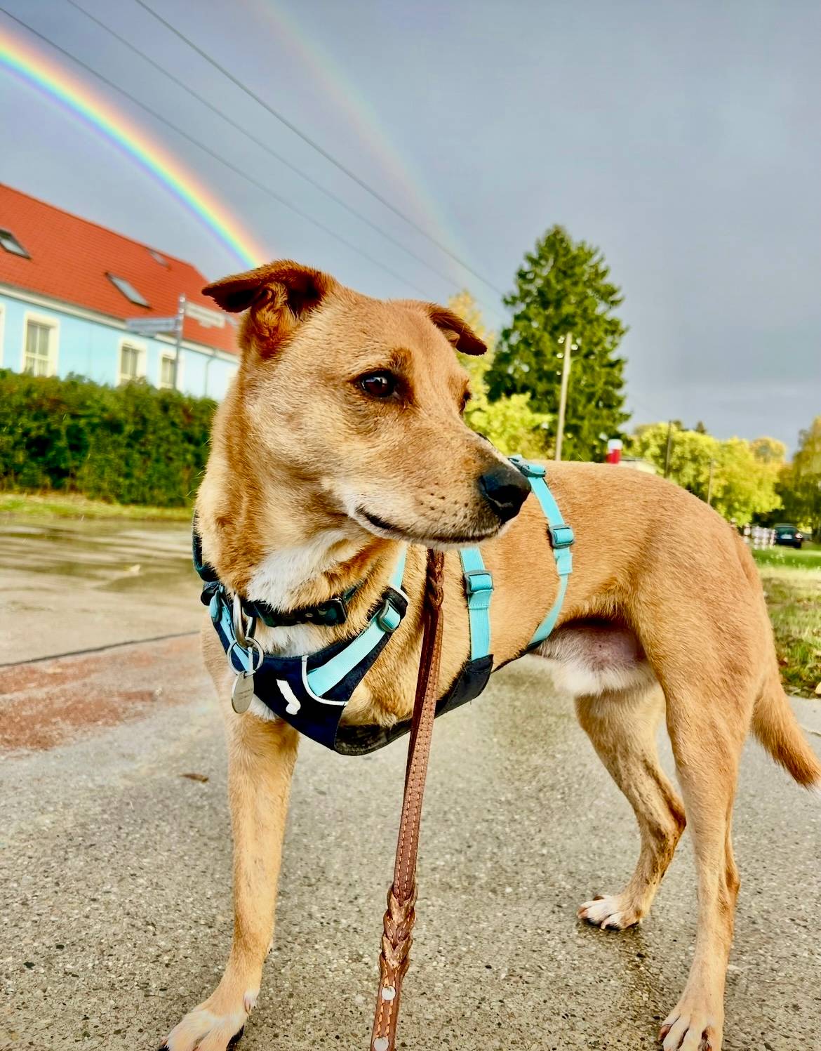 Three-legged dog in a gray Ruffwear Flagline harness on a walk, 7 weeks after his front leg amputation, with a rainbow in the sky behind him
