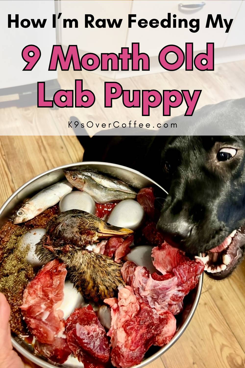 Black Labrador puppy eating a raw dog food meal with a raw duck head including neck, whole fish, raw meaty bones, organ meat and muscle meat in a stainless steel bowl on a wooden kitchen floor