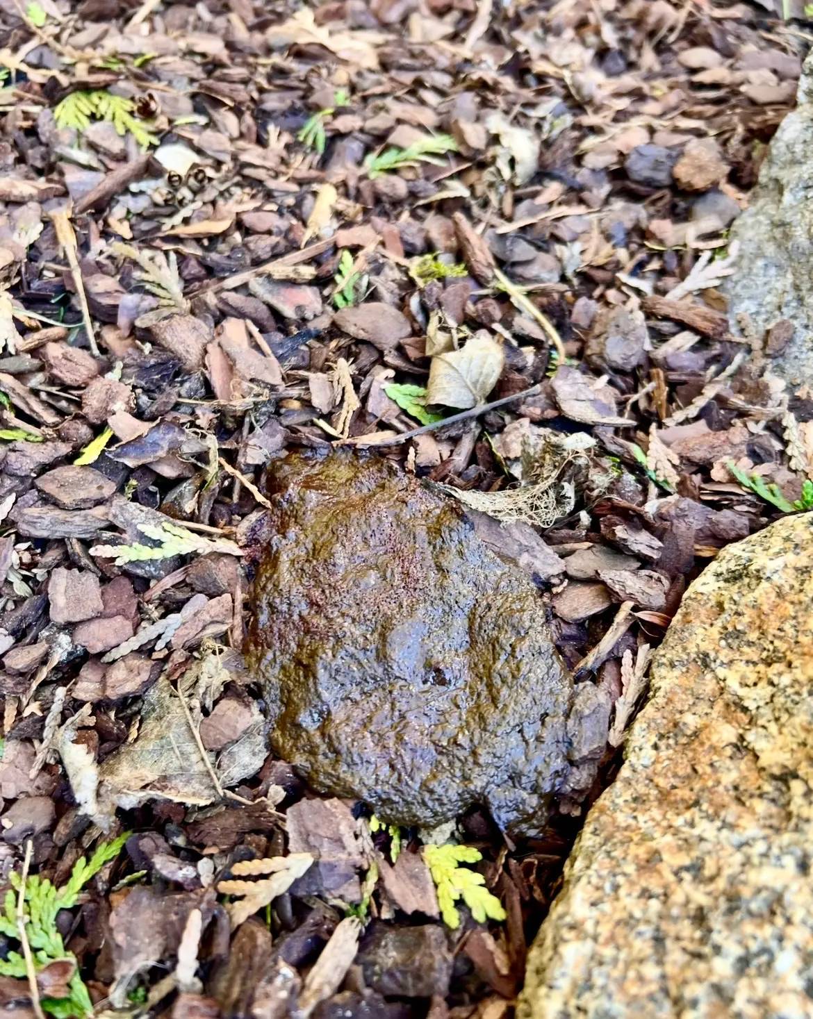 Soft brown dog poop on mulch showing loose stool and mild diarrhea in a dog