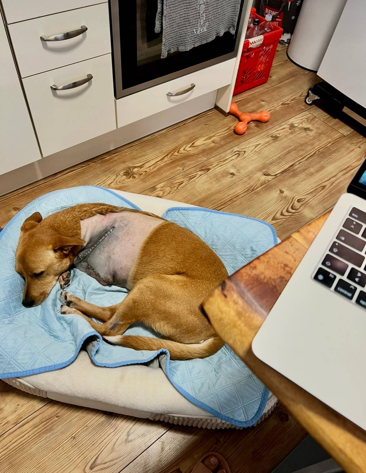 New tripawd dog sleeps on his orthopaedic dog bed