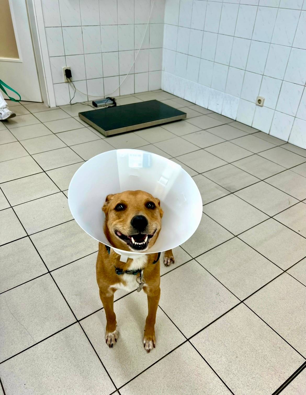 Close up of a brown dog wearing a plastic cone at a vet exam room