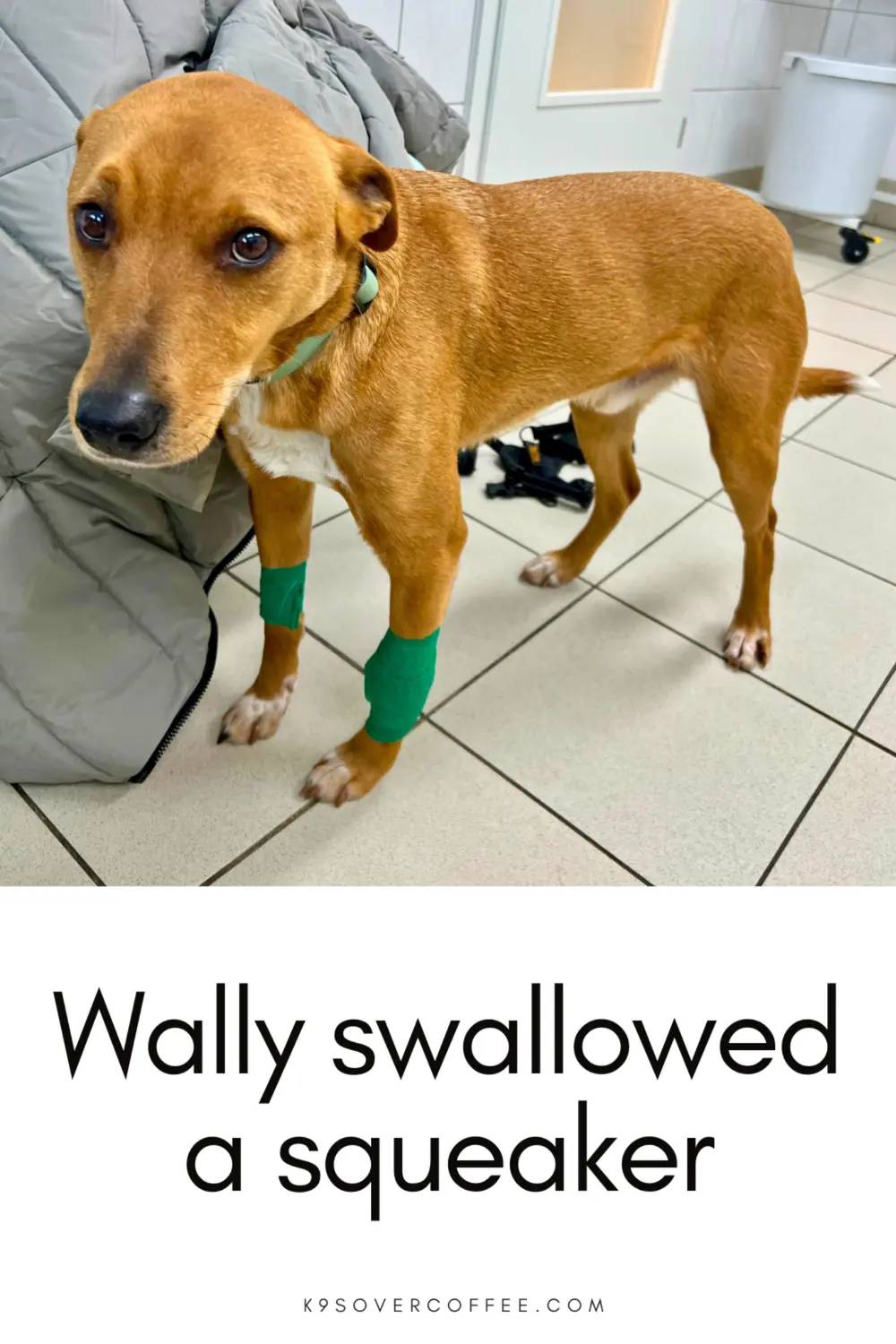 Dog standing in a veterinary clinic with green bandages on his legs and text overlay reading “Wally swallowed a squeaker”