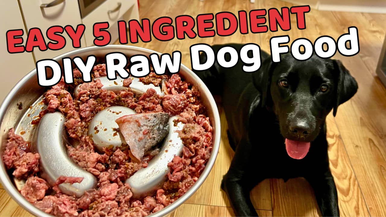 A black Labrador lies next to a raw dog food bowl
