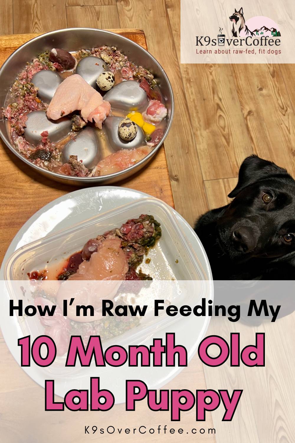 Raw dog food meal with muscle meat, organs, chicken wings and quail eggs prepared for a 10 month old Labrador puppy while Pepper watches, with the title “How I’m Raw Feeding My 10 Month Old Lab Puppy” and K9sOverCoffee.com on the image