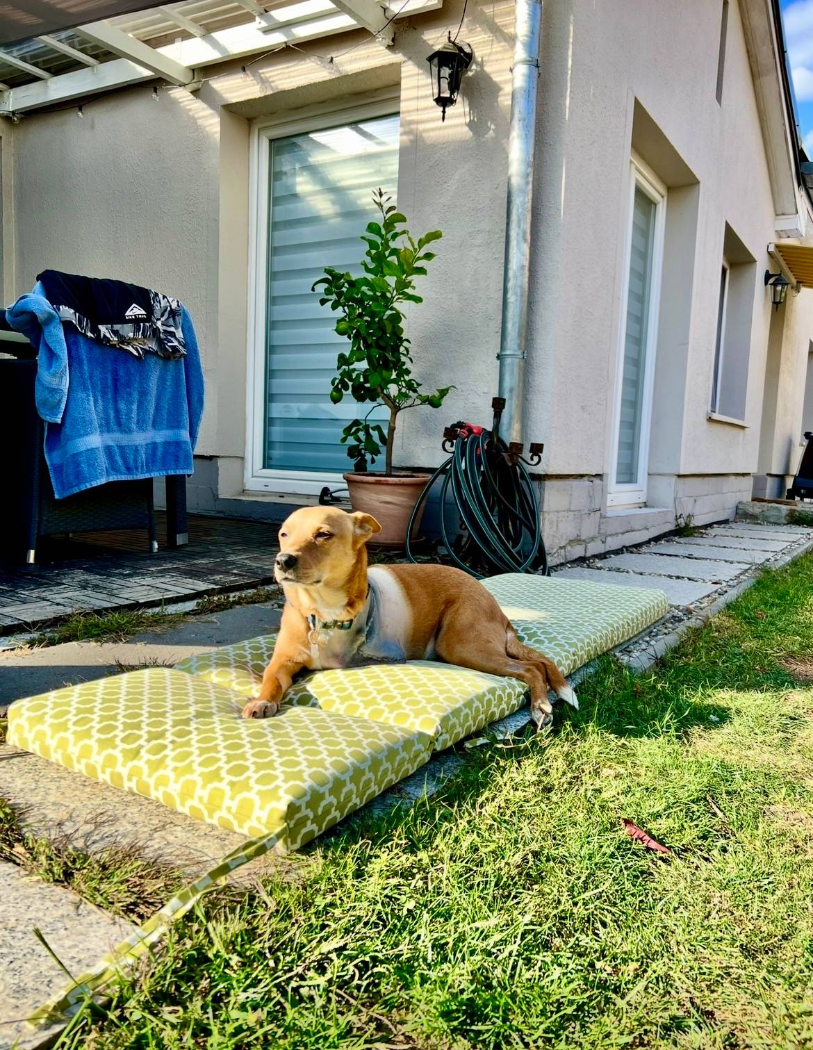 A three-legged brown dog lies on a cushion in the sun on a patio