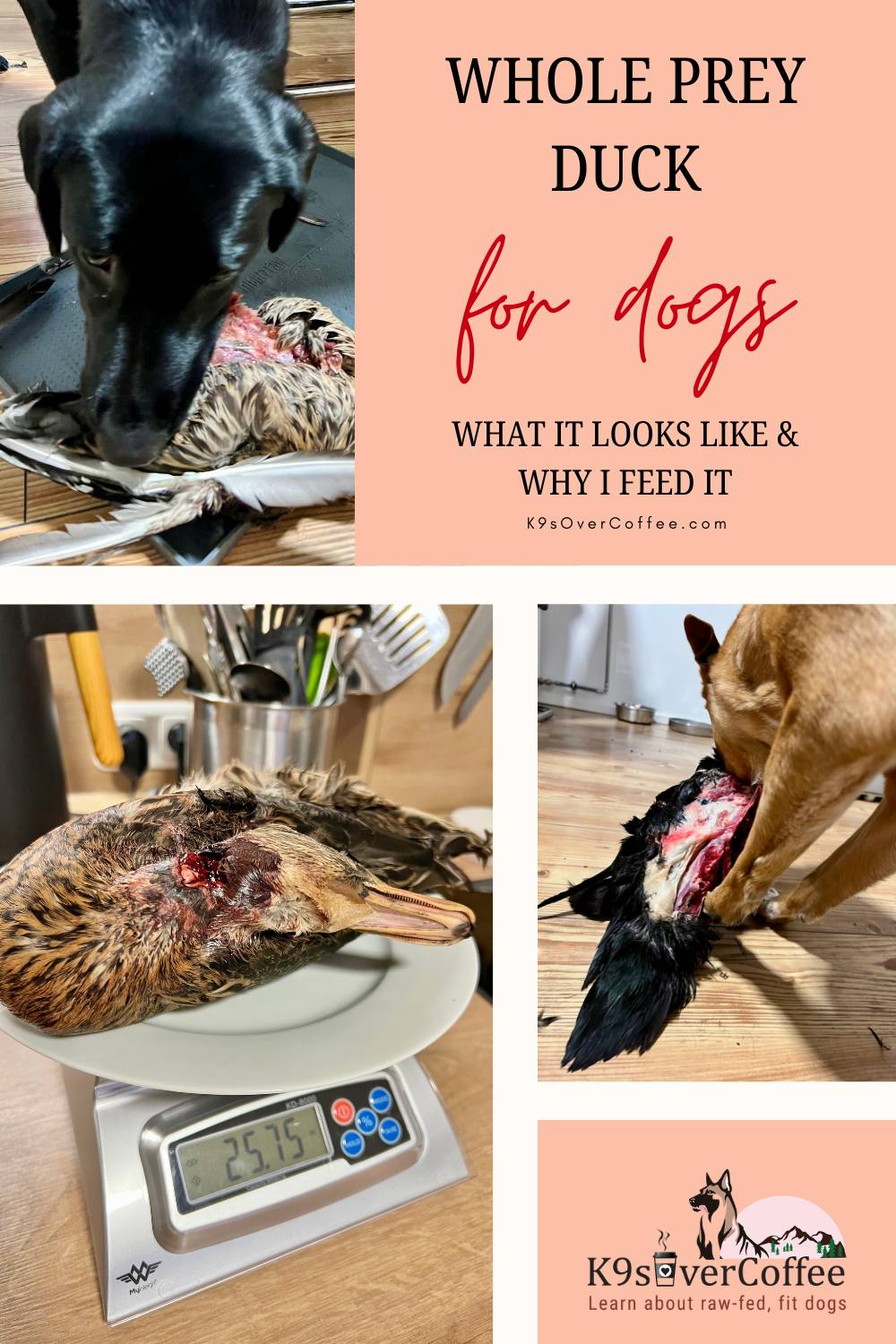 Collage showing two dogs eating a whole prey duck and a whole duck on a scale, text overlay reads “Whole Prey Duck for Dogs – What It Looks Like & Why I Feed It” with K9sOverCoffee.com and logo visible