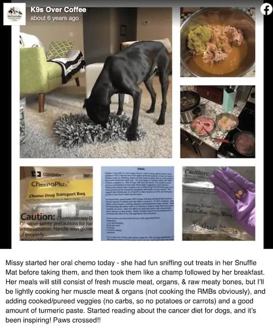 Collage of black Boxer dog being treated for cancer
