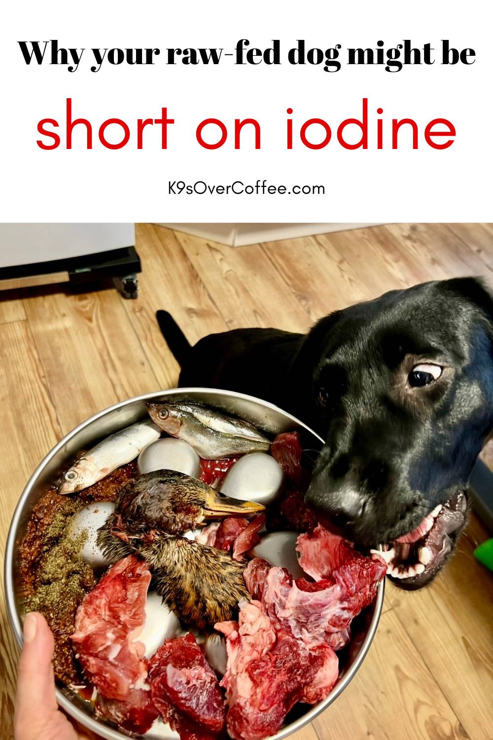 Black Labrador Pepper eating a raw meal with duck head, whole fish, eggs, and muscle meat, titled "Why your raw-fed dog might be short on iodine"