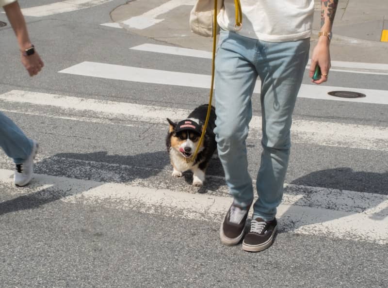 Person walking a corgi across a crosswalk