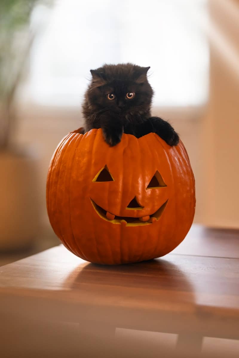 black cat in a Halloween pumpkin. Halloween can be triggering for patients with medical trauma.